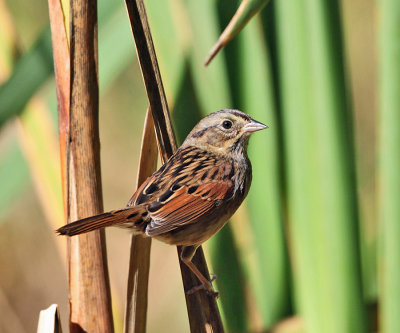 Swamp Sparrow - Melospiza georgiana