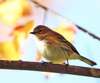 Yellow-rumped Warbler - Setophaga coronata