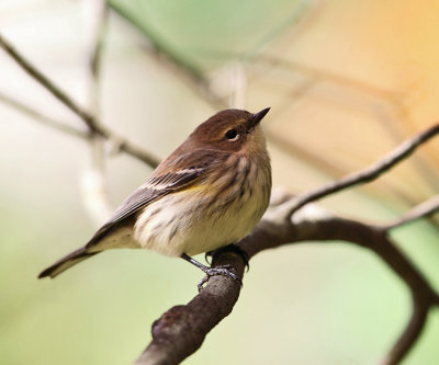 Yellow-rumped Warbler - Setophaga coronata