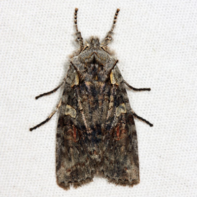 9922  Plush-naped Pinion - Lithophane pexata