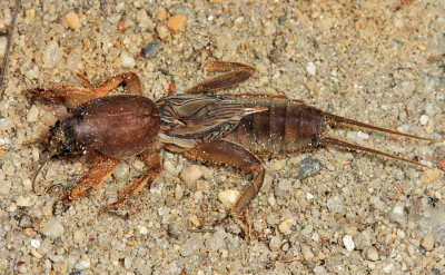 Northern Mole Cricket - Neocurtilla hexadactyla