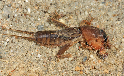 Northern Mole Cricket - Neocurtilla hexadactyla