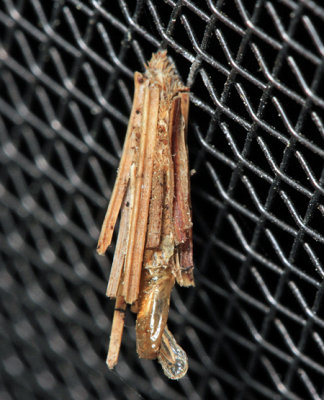0437 - Bagworm Moth - Psyche casta