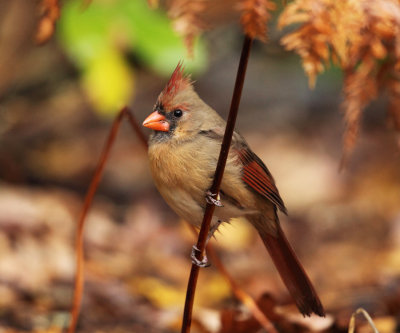 Northern Cardinal - Cardinalis cardinalis (female)