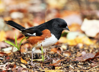 Eastern Towhee - Pipilo erythrophthalmus