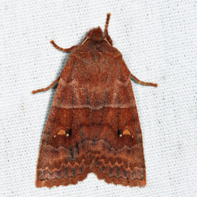 9933 – Straight-Toothed Sallow – Eupsilia vinulenta