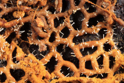 Polycephalomyces tomentosus fungus on Hemitrichia serpula (Pretzel Slime)