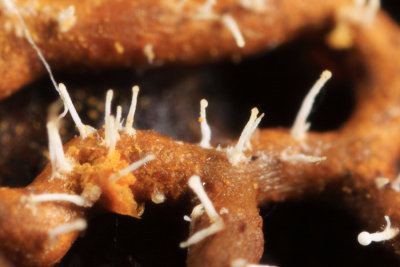 Polycephalomyces tomentosus fungus on Hemitrichia serpula (Pretzel Slime)