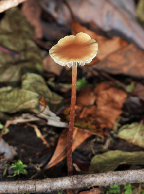 Marasmius sp.