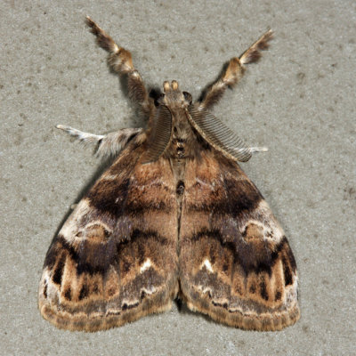 8314 - Definite Tussock Moth - Orgyia definita