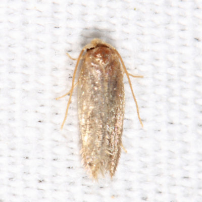114.9 - Nepticulidae