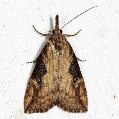 8461 - Hop-vine Moth - Hypena humuli