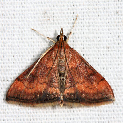 5051 - Variable Reddish Pyrausta - Pyrausta rubricalis