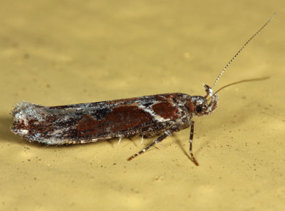 1986 - Goldenrod Elliptical-Gall Moth - Gnorimoschema gallaesolidaginis