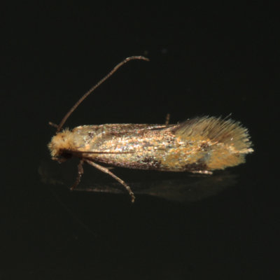 0300 - Yellow Wave Moth - Hybroma servulella