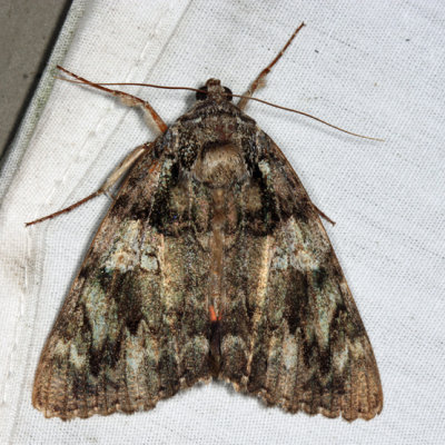 8801 – Ilia Underwing Moth – Catocala ilia