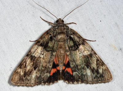 8801 – Ilia Underwing Moth – Catocala ilia