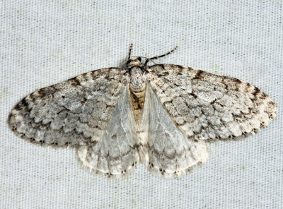  7433 – Autumnal Moth – Epirrita autumnata
