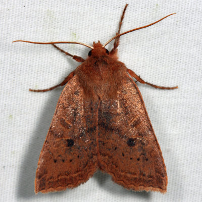 9946 – Sloping Sallow Moth – Epiglaea decliva