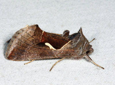 8924 – Celery Looper Moth – Anagrapha falcifera