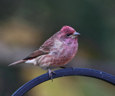 Purple Finch - Haemorhous purpureus 