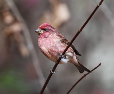 Purple Finch - Haemorhous purpureus 