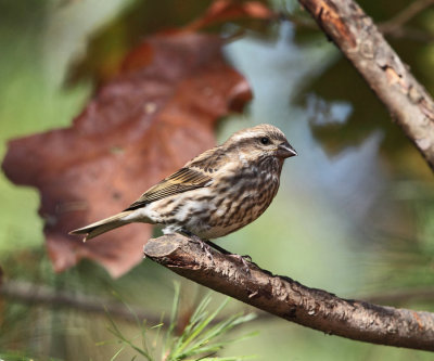 Purple Finch - Haemorhous purpureus (female)