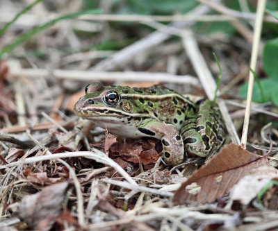 Northern Leopard Frog - Lithobates pipiens