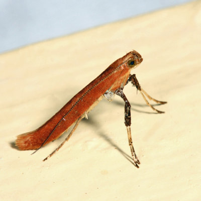 0633 – Sassafras Caloptilia Moth – Caloptilia sassafrasella *