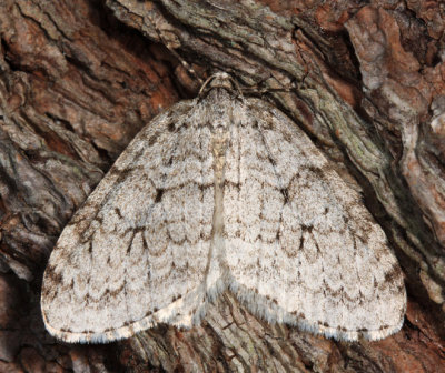 7433 – Autumnal Moth – Epirrita autumnata