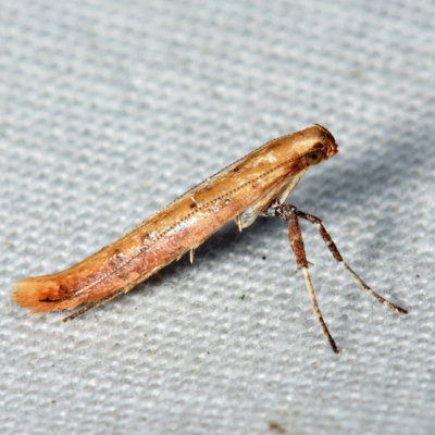  0633 – Sassafras Caloptilia Moth – Caloptilia sassafrasella *
