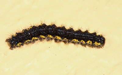 8110 - The Neighbor caterpillar - Haploa contigua