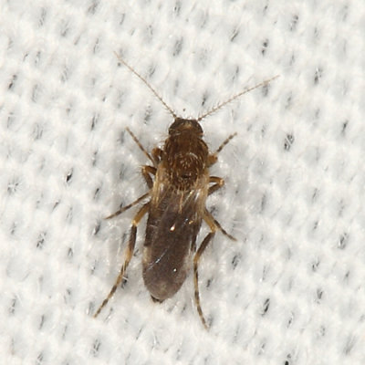 Forcipomyia glauca (female)