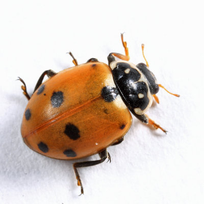 Variegated Lady Beetle - Hippodamia variegata