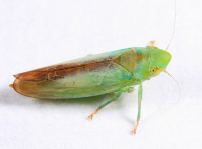 Leafhoppers genus Neocoelidia