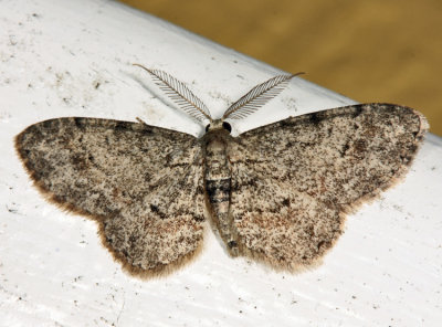 6443 – Texas Gray Moth – Glenoides texanaria