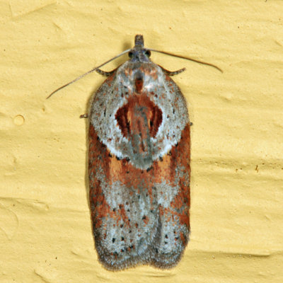 3543 – Stained-back Leafroller Moth – Acleris maculidorsana