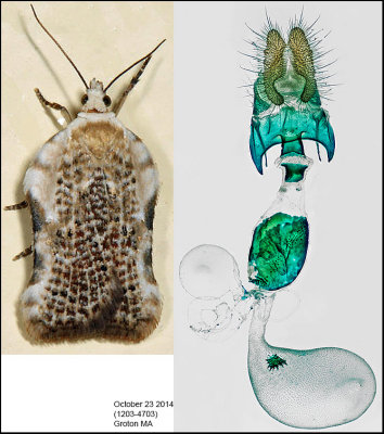 3517 – Common Acleris - Acleris subnivana (female)