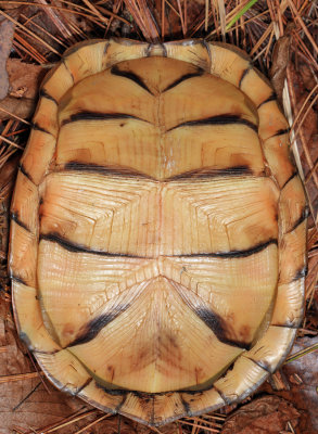 Eastern Box Turtle - Terrapene carolina