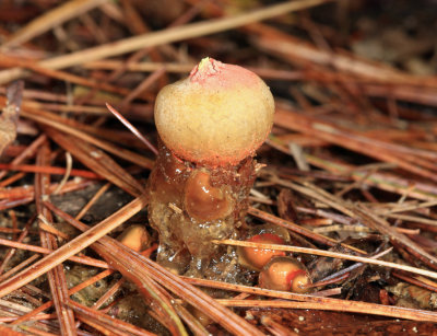 Stalked Puffball-in-Aspic - Calostoma cinnabarinum 