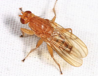 Suillia longipennis