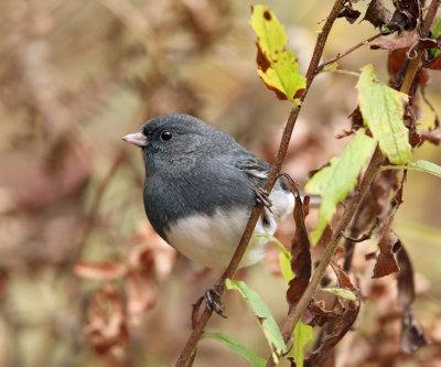 Dark-eyed Junco - Junco hyemalis