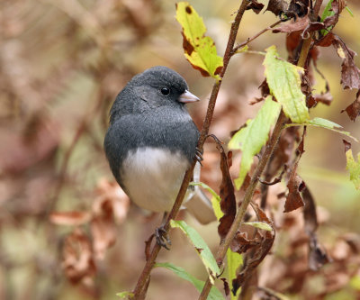 Dark-eyed Junco - Junco hyemalis