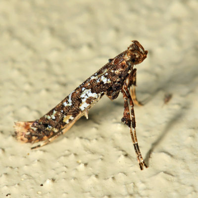 0637 - Caloptilia serotinella *