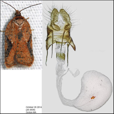 3521 - Acleris semiannula (female)