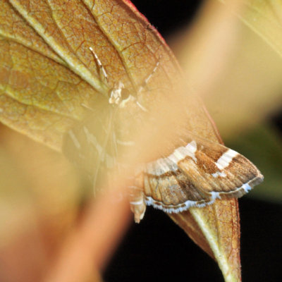 5170 - Hawaiian Beet Webworm Moth - Spoladea recurvalis