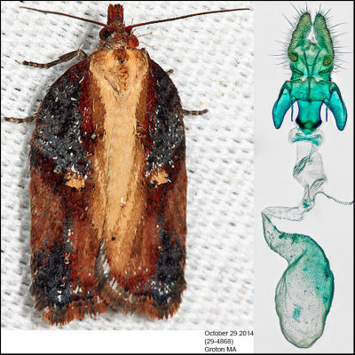  3536 -  Robinson's Acleris - Acleris robinsoniana (female)