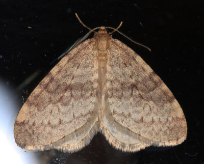 7436 - Winter Moth - Operophtera brumata
