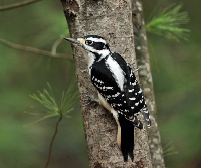 Hairy Woodpecker - Picoides villosus (female)