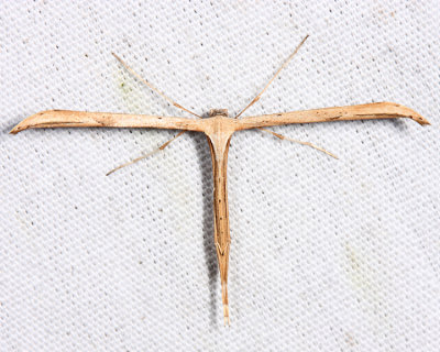 6234 - Morning-glory Plume Moth - Emmelina monodactyla